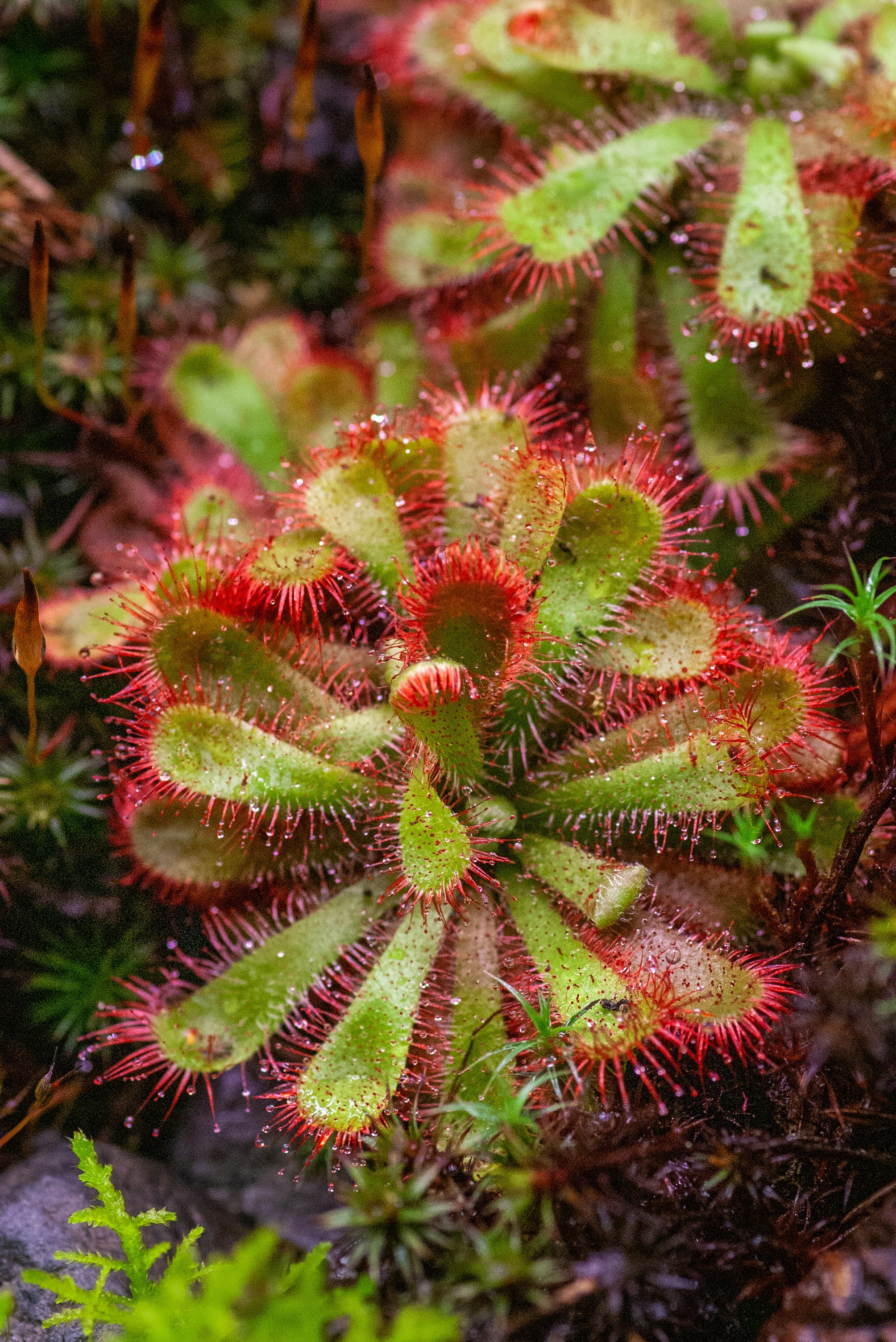 view of flower with thorns and spikes